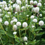 White Globe Amaranth (vaada malli) Live Plant
