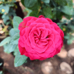 Red Rose -Mother plant