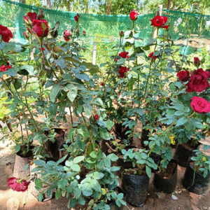Red Rose - 2 Feet Mother plant Grafted Live Plant - Image 2