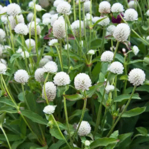 White Globe Amaranth (vaada malli) Live Plant