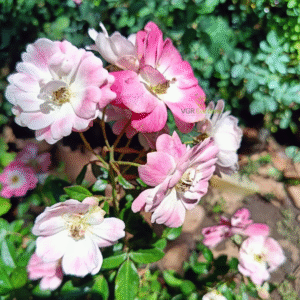 White and pink ground rose