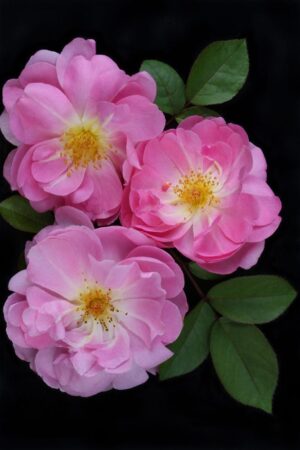 White and pink ground rose