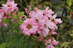 Brilliant Pink Iceberg - Ground Rose Live Plant - Image 5
