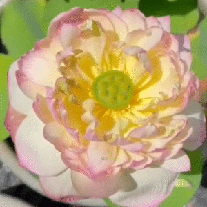 Strong Bliss - Lotus - Image 2