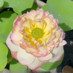 STRONG BLISS-LOTUSTUBER
