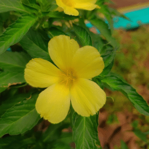 Turnera Ulmifolia - Yellow Alder - Yellow Buttercups - Sage Rose - Cuban Buttercup