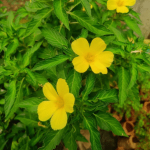 Yellow Buttercups (Sage Rose) -Turnera Ulmifolia - Image 2