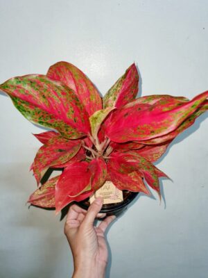Aglaonema Red Moon Live Plant - Image 2