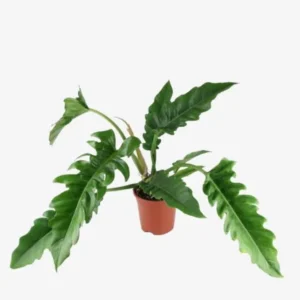 Philodendron Narrow Escape Live Plant - Image 4