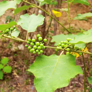 Turkey Berry - Sundakkai Live Plant - Image 2