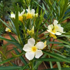 Yellow-Arali Single Petal (Nerium oleander) All Time Flowering Live Plant - Image 3