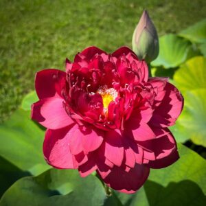 Red Sky Scanner - Lotus - Image 2