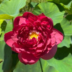 Red Sky Scanner - Lotus - Image 3