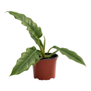 Philodendron Narrow Escape Live Plant - Image 2