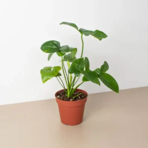 Philodendron Goeldii Live Plant - Image 3