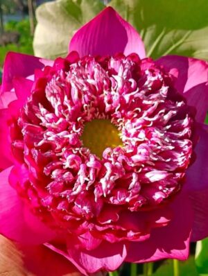 Surya mukhi lotus - Image 5