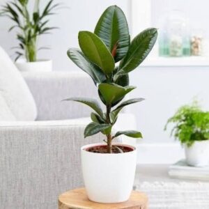 Ficus Rubber Green Live Plant - Image 4