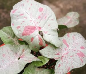Syngonium Milk Confetti Live Plant - Image 5