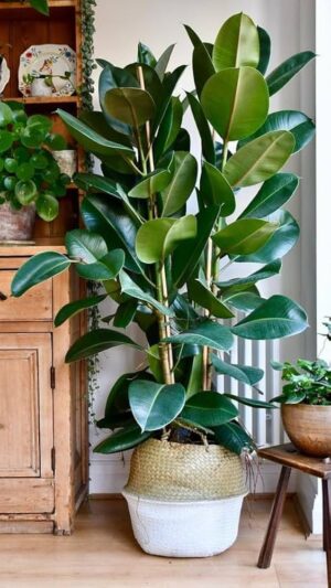 Ficus Rubber Green Live Plant - Image 5