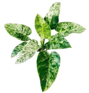 Philodendron Giganteum White Mother Varigated Live Plant - Image 3
