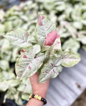 Syngonium Milk Confetti Live Plant - Image 3