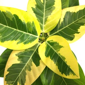 Ficus Rubber Lemonlime Varigated Live Plant - Image 4