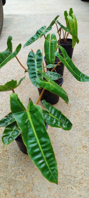 Philodendron Billietiae Live Plant - Image 2