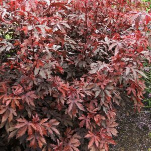 Cranberry Hibiscus (Acetosella)−Maple Leaf Live Plant - Image 3