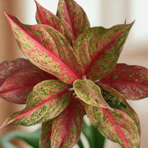 Aglaonema Red Moon Live Plant