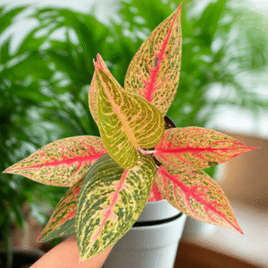 Aglaonema Legacy Narrow Live Plant