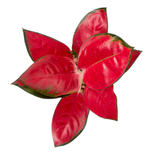 Aglaonema Anjamani Super Red Live Plant
