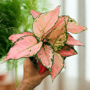 Aglaonema Pink Valentine Live Plant