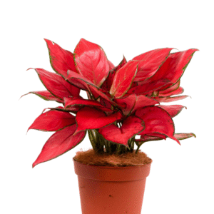 Aglaonema Anjamani Super Red Live Plant - Image 2