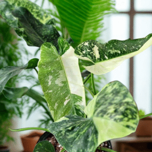 Philodendron Jose Buono Mother Variegated Live Plant