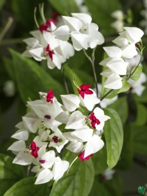White Bleeding Heart Vine (Clerodendrum thomsoniae) Flowering Live Plant - Image 2