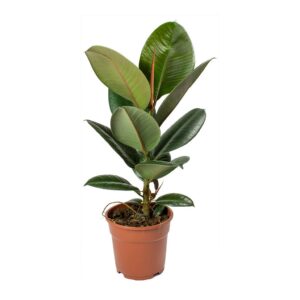 Ficus Rubber Green Live Plant - Image 2