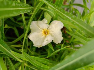 Yellow-Arali Single Petal (Nerium oleander) All Time Flowering Live Plant - Image 4