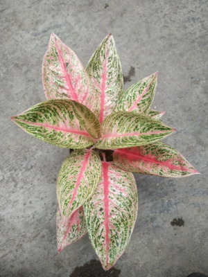 Aglaonema Legacy Narrow Live Plant - Image 2