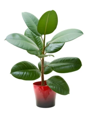 Ficus Rubber Green Live Plant - Image 3