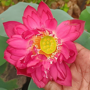Happiness – Lotus