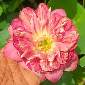 Butcha – Lotus