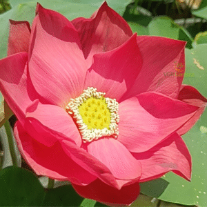 Hulk – Lotus
