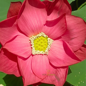 Hulk – Lotus - Image 3