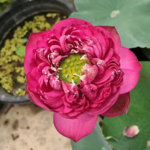 D9 - Lotus - Image 2
