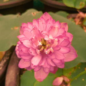 A-Peony Lotus