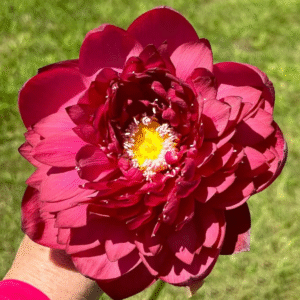 Red Sky Scanner Lotus