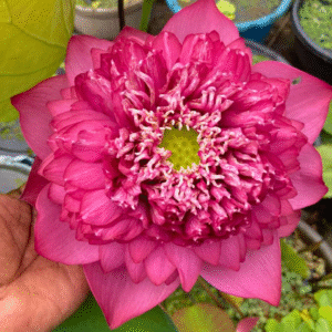 Surya Mukhi – Lotus