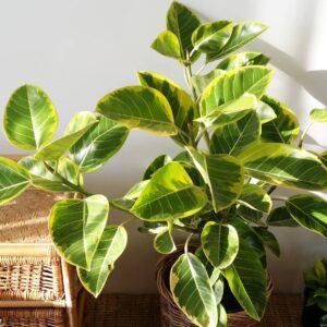Ficus Rubber Lemonlime Varigated Live Plant - Image 3
