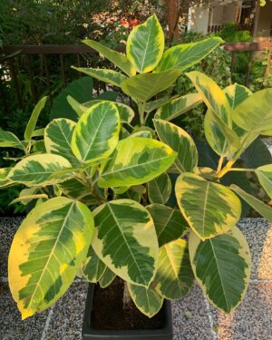 Ficus Rubber Lemonlime Varigated Live Plant - Image 2
