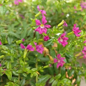 Pink False Heather Live Plant - Image 2